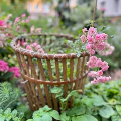 flowers in a basket in the garden among the greenery there is a large brown basket with pink flowers. garden