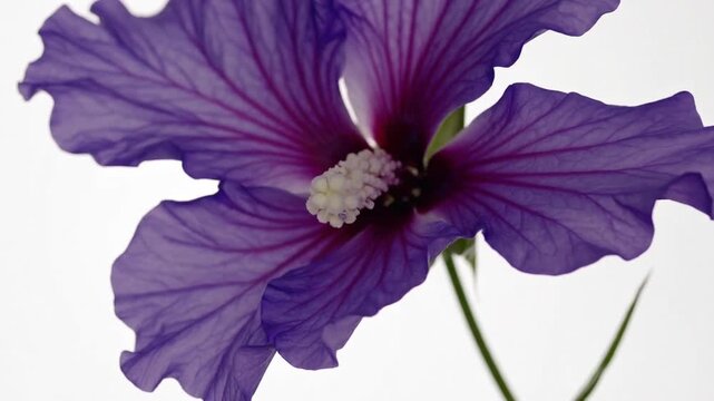 Single Lavender Blossom of the Rose of Sharon Plant Displayed Against Plain White Backdrop