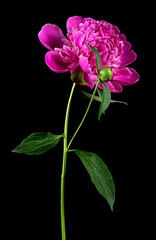 Beautiful pink peony flower isolated on a black background. Single fresh peony.