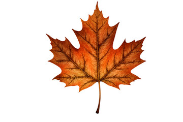 red maple leaf