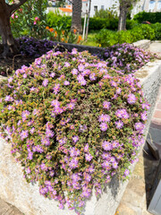 Closeup of beautiful delosperma cooperi, magenta trailing ice plant, purple flower, pink sunny flowers. Natural background. Desert flowers on a sunny day.