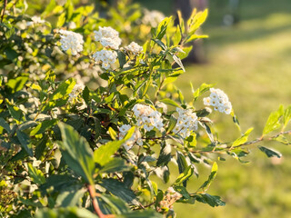 Spiraea cantoniensis bridal wreath spirea white flower clusters spring shrub