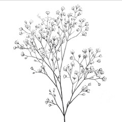 a line drawing of Babys breath.