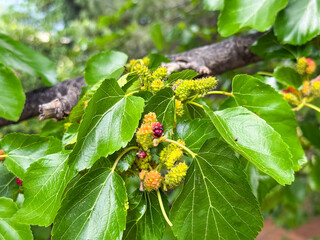 branch with leaves and fruits of white mulberry close-up