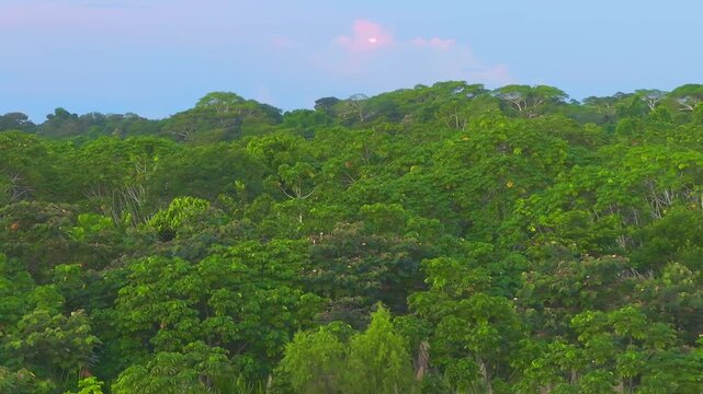 Group of Russet-Backed Oropendolas descending onto rainforest shrubs in Tambopata, Peru, with flocks dispersing across dense green vegetation during evening light.
