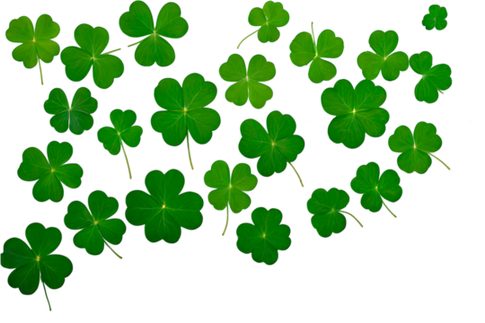 four leaf clover isolated