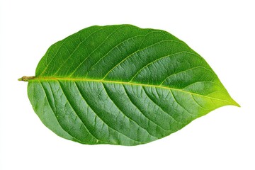 Obraz premium Single, vibrant green leaf isolated on white; ovate shape with prominent, parallel veins; smooth edges; reddish petiole