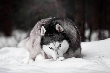 Intense Siberian Husky in Snowy Forest
