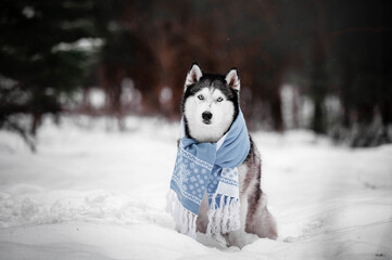 Siberian Husky Wearing Blue Scarf in Snowy Forest