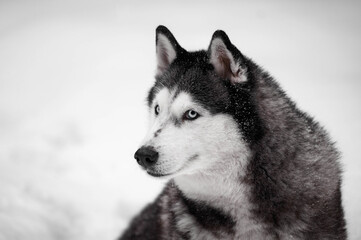 Close-Up Portrait of Siberian Husky in Snow