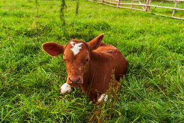 oung brown calf with a white marking on its forehead lying in a lush green pasture. Peaceful rural...