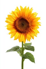 Obraz premium Vibrant single sunflower, fully bloomed, golden yellow petals surrounding dark brown center, green stem and leaves, isolated on white