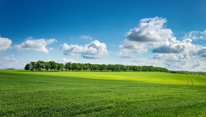 Fototapeta premium lush green fields stretch towards a line of trees on the horizon under a tall blue sky adorned with white clouds creating a boundless rural landscape
