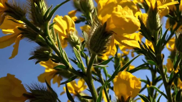 Blossoming floral specimens from the Cytisus genus, characterized by small, pea-like flowers