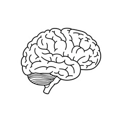 A detailed illustration of a human brain