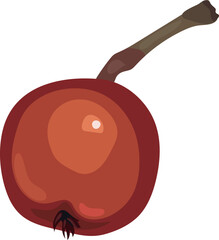 Red fruit of rowan (Sorbus aucuparia) isolated on white background