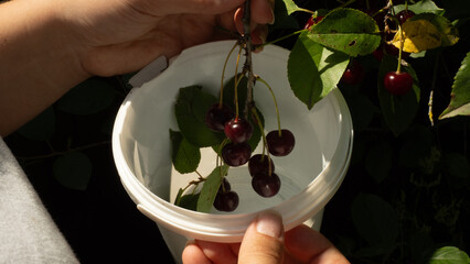 Hands holding a small branch filled with ripe red cherries next to a white bucket as they pick fresh berries in a sunny garden during the bright summer season. Woman picking cherries in a garden.