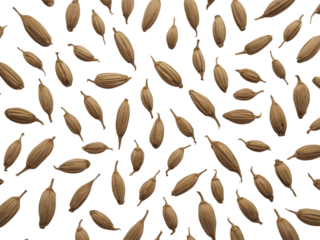 Seed Pods in Artful Arrangement: A mesmerizing, top-down perspective unveils a scattered display of elongated seed pods set against a flawless backdrop.