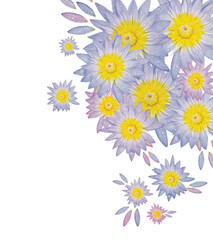 Nénuphar violet bleu rose et jaune isolé sur fond transparent vu de face pour décoration florale, papeterie, design 3D, illustration, fleur botanique, mariage 