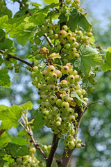 green unripe bunch of red currant berries against blue sky