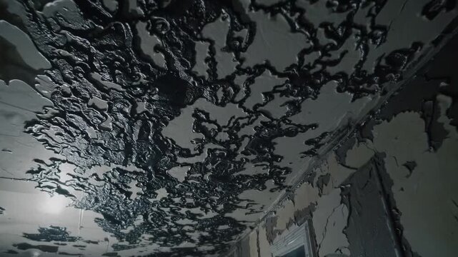The Growth of Harmful Black Colored Fungus in Moisture-Compromised Structure with Water Damage