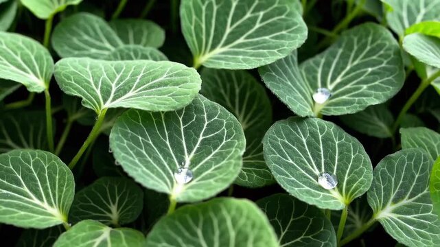 pattern of green leaves from herb used in natural extracts and wellness products