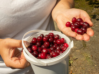A farmer proudly displays a handful of ripe red cherries and a bucket full of the same berries, indicating a successful harvest in a sunny garden. Ripe red cherries in a white bucket.