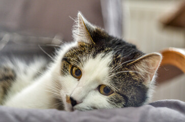portrait of a cat