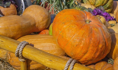 Autumn harvest of bright orange pumpkin