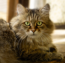 Tabby cat looking at camera