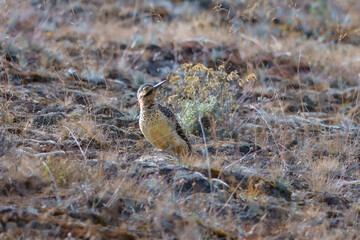 Andean Flicker, Colaptes rupicola, No similar species in its Andean range. Fairly common in open puna and páramo habitats; often near bogs in south of its range and in trees around.