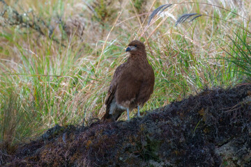 Juvenil Mountain Caracara Daptrius megalopterus, Uncommon to fairly common in the Andes, where its range does not overlap with closely related species to the north and south.