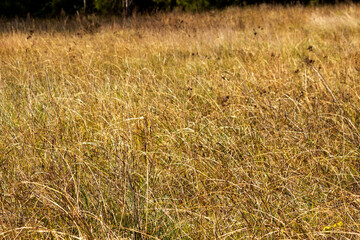 Ground for horses grazing