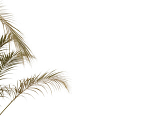Tropical Palm Branch Silhouette: Delicate palm fronds, illuminated by soft natural light, cast a shadow against a serene background. This image whispers of sun-drenched beaches and breezy afternoons.