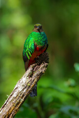 Golden-headed Quetzal Pharomachrus auriceps. Large trogon, shimmering emerald above with red belly. Male has noticeable golden sheen on head and yellow bill. Peru, Manu park.