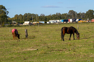 Naklejka premium Horse (Equus caballus), Australia