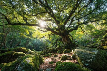 Obraz premium Sunlit ancient tree dominates a mossy, rocky forest floor, its vast branches reaching skyward, creating a cathedral-like effect