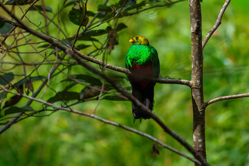 Golden-headed Quetzal Pharomachrus auriceps. Large trogon, shimmering emerald above with red belly. Male has noticeable golden sheen on head and yellow bill. Peru, Manu park.