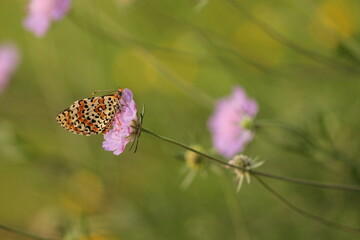 UNA FARFALLA MELITAEA SU UN FIORE