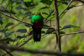 Golden-headed Quetzal Pharomachrus auriceps. Large trogon, shimmering emerald above with red belly. Male has noticeable golden sheen on head and yellow bill. Peru, Manu park.