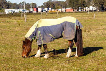 Horse (Equus caballus), Australia
