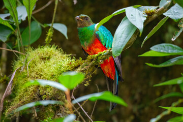 Golden-headed Quetzal Pharomachrus auriceps. Large trogon, shimmering emerald above with red belly. Male has noticeable golden sheen on head and yellow bill. Peru, Manu park.