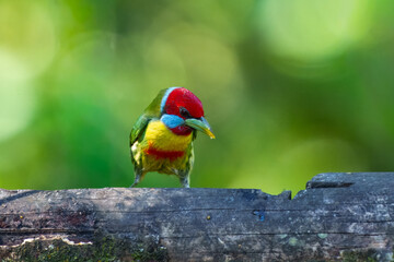 Versicolored Barbet, Eubucco versicolor. Brightly colored barbet of montane forest. Males are green with a yellow breast, a red belly band, and a red head. Peru.