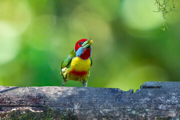 Versicolored Barbet, Eubucco versicolor. Brightly colored barbet of montane forest. Males are green with a yellow breast, a red belly band, and a red head. Peru.