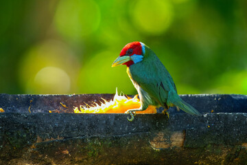 Versicolored Barbet, Eubucco versicolor. Brightly colored barbet of montane forest. Males are green with a yellow breast, a red belly band, and a red head. Peru.
