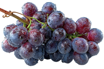 Harvesting fresh grapes vineyard food natural organic benefits isolated on transparent background, png