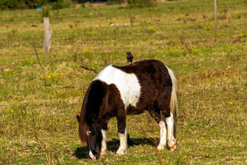 Pony (Equus caballus)