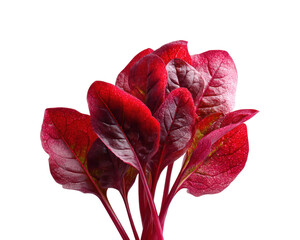 Vibrant red leafy greens harvest organic farm plant natural isolated on transparent background, png