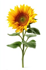 Single sunflower with vibrant yellow petals and green leaves, isolated on white