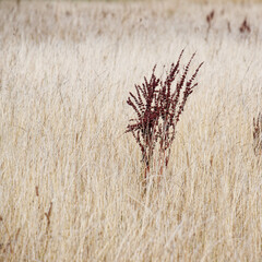 Dry grassland meadow background